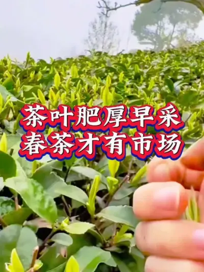 #抖音助农扶农 #春茶采摘 #召唤茶友 #服务三农支持三农 #茶树种植技术与管理