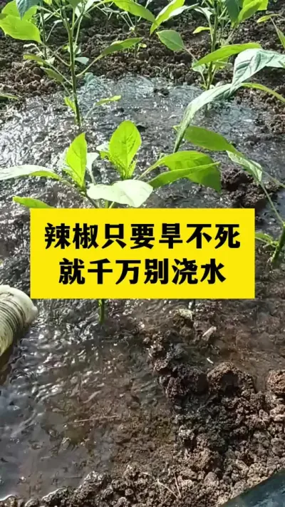 辣椒只要旱不死，就千万别浇水#分享农业知识帮农民增产增收 #农业种植技术 #三农