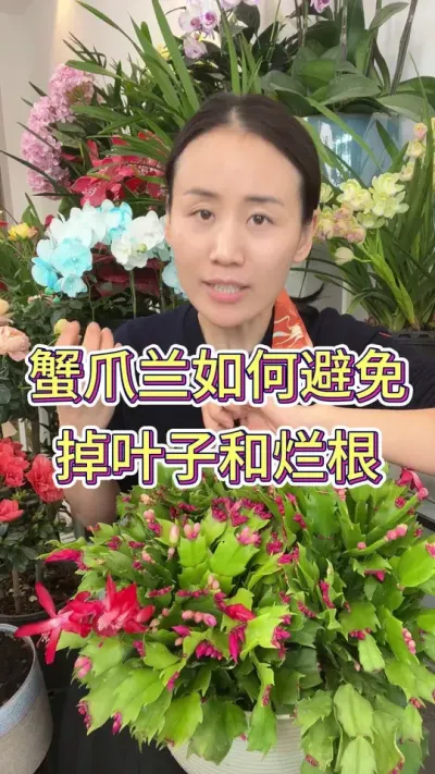 蟹爪兰如何避免掉叶子和烂根#蟹爪兰 #蟹爪兰开花啦 #花卉 #花卉绿植 #蟹爪兰的养殖方法