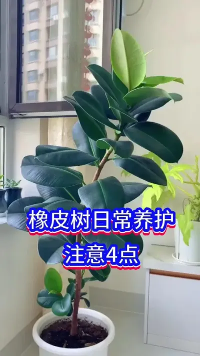 橡皮树养护方法#橡皮树 #英子园艺 #养花小知识