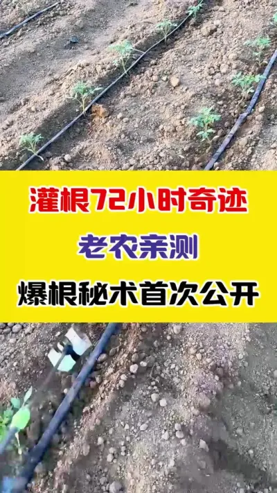 灌根72小时奇迹！老农亲测的爆根秘术首次公开 #草莓种植 #西红柿种植 #番茄种植 #三农种植 #种草莓 @@巨大星-龙灯水溶肥源头厂家