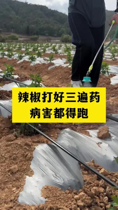 辣椒打好这三遍药，病害看不见#分享农业知识帮农民增产增收 #农业种植技术 #三农