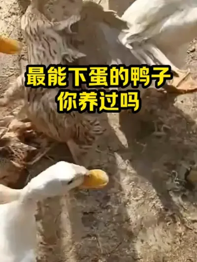 最能下蛋的鸭子，你养过吗 #抖音三农#养鸭#养殖