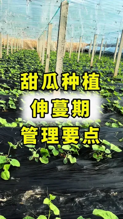 甜瓜伸蔓期管理要点！#甜瓜种植 #甜瓜种植技术 #传播农业小知识 #甜瓜伸蔓期管理 #分享农业知识帮农民增产增收