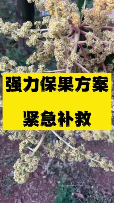 芒果谢花强力保果方案，救急措施 #保势腾 #保花保果 #果树管理