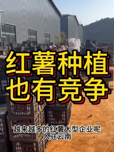 农业种植，竞争也很激烈#农业种植 #红薯种植#三农 #新农人计划 #农业