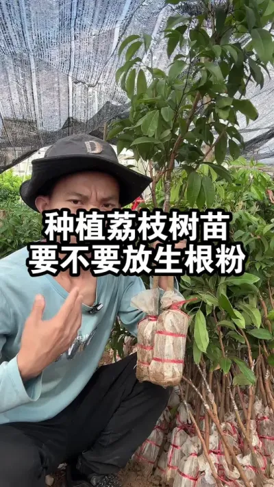 种植荔枝树苗要不要放生根粉呢？怎么种植，生长速度更快？ #果树种植 #荔枝苗 #仙进奉荔枝