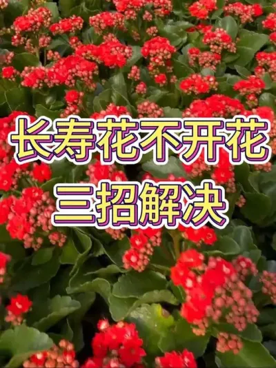 长寿花不开花，三招解决#长寿花 #长寿花养护 #花卉绿植 #养花小知识 #养花人的乐趣