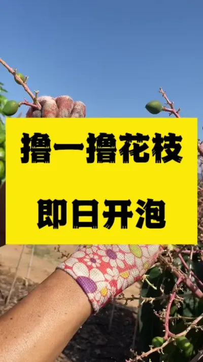 小金煌撸一撸花枝，即日开泡了 #金煌芒无胚果 #拉长膨大靓果技术 #抖音助农