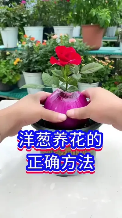 洋葱养花的正确方法#养花小知识 #英子园艺 #花卉绿植