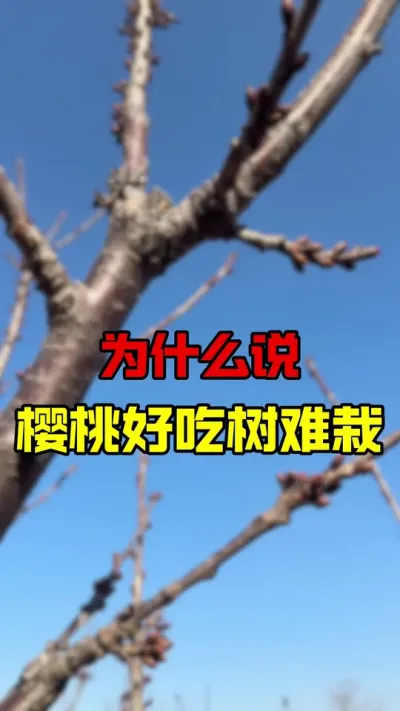 真的崩溃吧#大樱桃修剪 #车厘子树苗 #果树管理 #车厘子大樱桃
