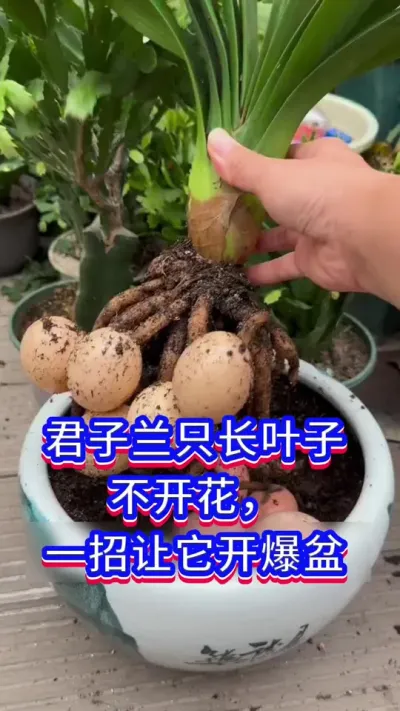 君子兰开花爆盆的秘密#君子兰 #养花小知识 #英子园艺