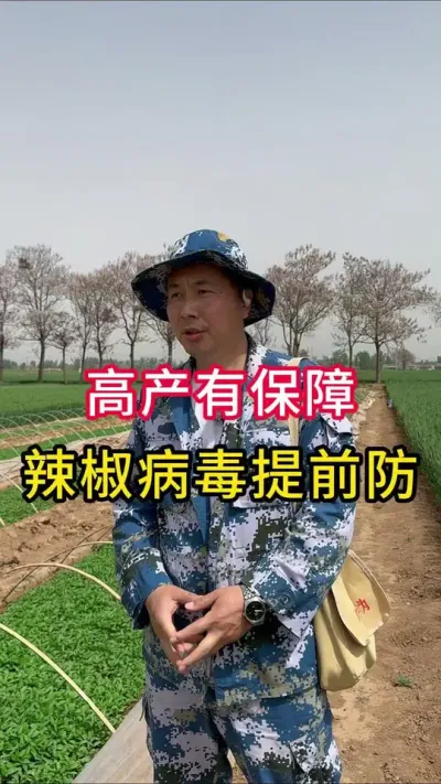 辣椒种植管理#辣椒种植 #增产增收小配方 #辣椒高产 #辣椒病虫害防治