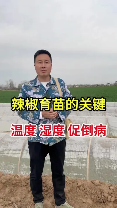 #辣椒种植 #分享农业知识帮农民增产增收 #传播农业小知识 #种苗培育 #抖音助农扶农
