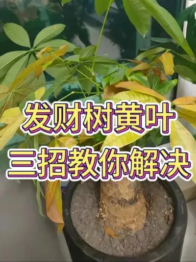 发财树黄叶，三招教你解决#发财树 #发财树养护 #养花小知识 #花卉绿植 #养花人的乐趣