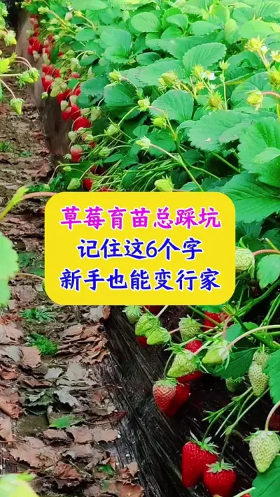 草莓育苗总踩坑，记住这6个字，新手也能变行家#草莓种植 #种植小技巧 #农业种植 #dou上热门 @DOU+小助手