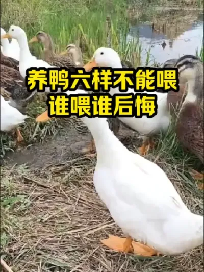 养鸭六样不能喂，谁喂谁后悔 #抖音三农#养鸭#养殖