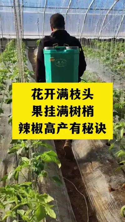 用它喷一喷，花开满枝头，果挂满树梢！辣椒高产秘诀来了#分享农业知识帮农民增产增收 #抖音助农 #农业种植技术