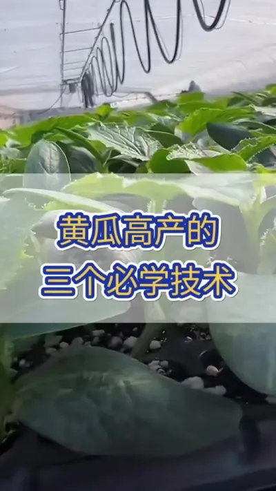黄瓜高产必须的三个技术 #黄瓜 #黄瓜种植 #服务三农支持三农 #三农 #助力三农