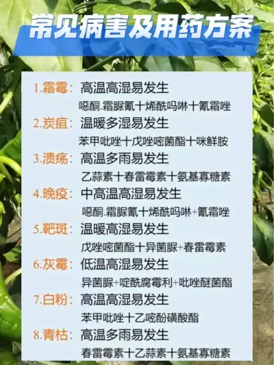 常见病虫害防治方案#分享农业知识帮农民增产增收 #三农 #农业种植技术