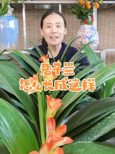 君子兰怎么长得好#君子兰养殖 #君子兰 #花卉绿植 #君子兰开花