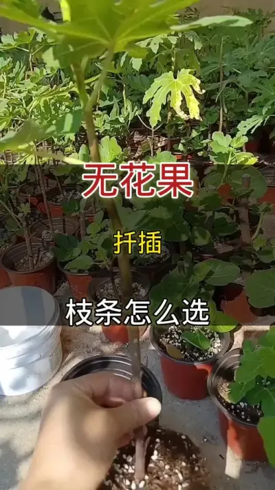 无花果扦插枝条怎么选#无花果#种植小技巧