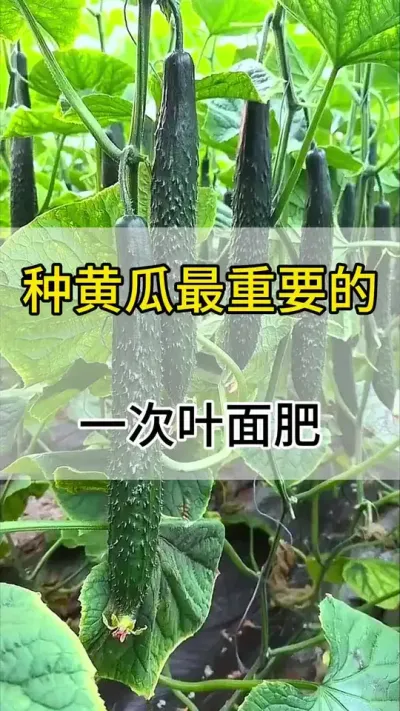 种黄瓜最重要的一次叶面肥 #黄瓜 #黄瓜种植 #黄瓜高产种植 #服务三农支持三农 #三农