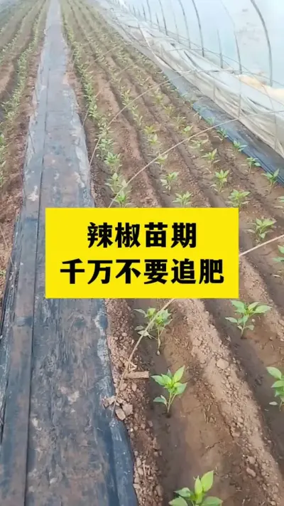 辣椒苗期千万不要盲目追肥#分享农业知识帮农民增产增收 #三农 #农业种植技术
