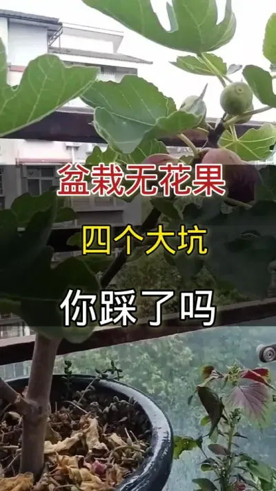 盆栽无花果四个大坑你踩了吗#无花果 #种植小技巧