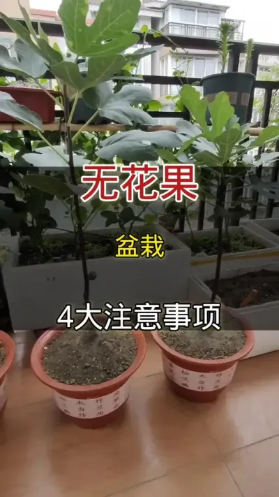 盆栽无花果四大注意事项#种植小技巧#无花果