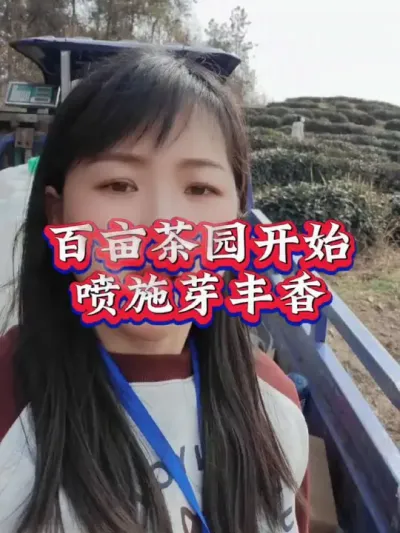 #茶树种植技术与管理 #服务三农支持三农 #春茶采摘