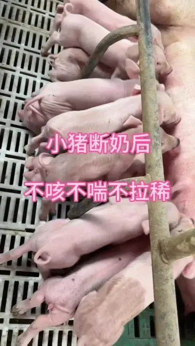 #科学养猪方法 #养猪人加油干 #养猪人不容易 #每天分享养殖技术和经验 #三农