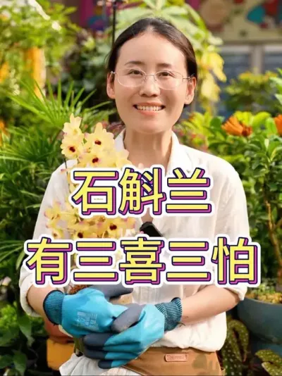 石斛兰有三喜三怕#石斛兰 #石斛兰种植 #花卉绿植 #养花小知识 #养花人的乐趣