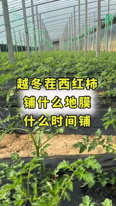 西红柿铺地膜！#西红柿种植 #番茄种植 #传播农业小知识 #农业种植