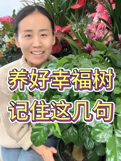 养好幸福树记住这几句#幸福树 #幸福树的养护 #养花小知识 #花卉绿植 #种植小技巧