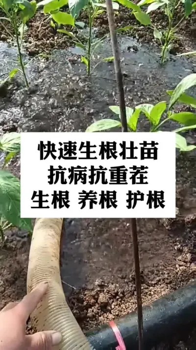 三天生新根，七天大爆根，生根壮苗，生根养根壮根#分享农业知识帮农民增产增收 #三农 #抖音助农