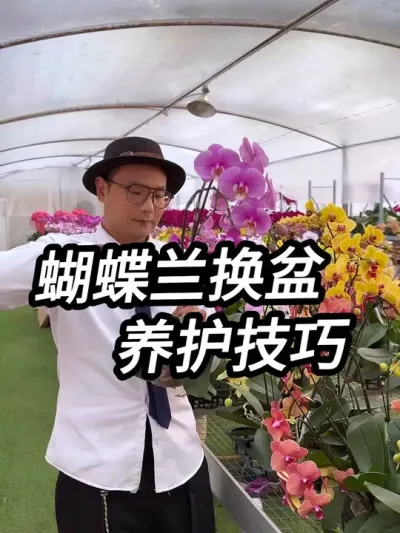 解密蝴蝶兰复花流程，蝴蝶兰这样养，年年能开花#蝴蝶兰 #养花小知识 #兰花
