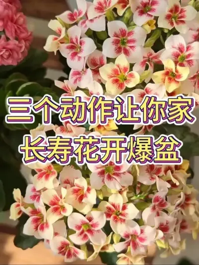 三个动作让你家长寿花开爆盆#长寿花 #长寿花养护 #花卉绿植 #养花小知识 #养花人的乐趣