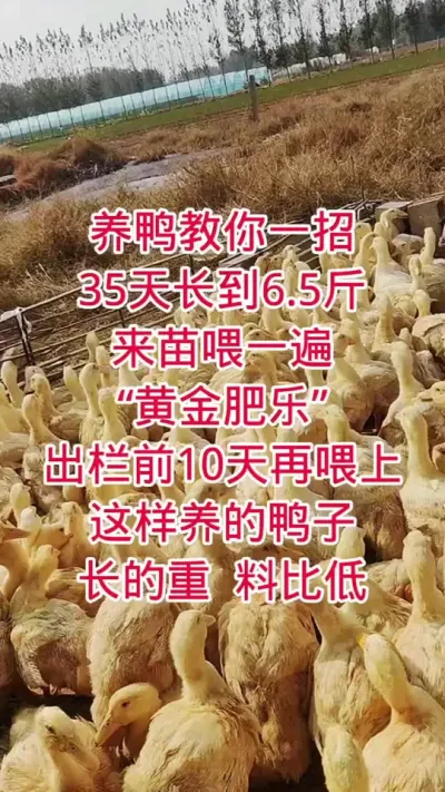 #肉鸭养殖  养鸭教你一招35天长到6.5斤。来苗喂一遍&ldquo;黄金肥乐&rdquo;。出栏前10天再喂上，这样养的鸭子长的重料比低 #鸭子 #养殖人加油 #抖音助农 #养鸭人