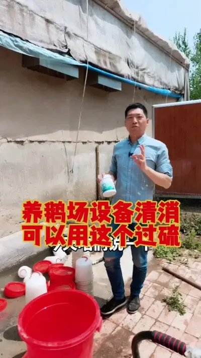 养鹅场设备清洗消毒，首选这个过硫酸氢钾！#养鹅 #鹅苗 #养鹅人 #养鹅技术 #狮头鹅