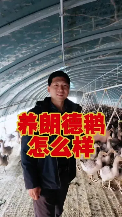 现在养朗德鹅怎么样？你了解多少？#鹅苗 #狮头鹅 #养鹅 #养鹅技术 #科学养鹅