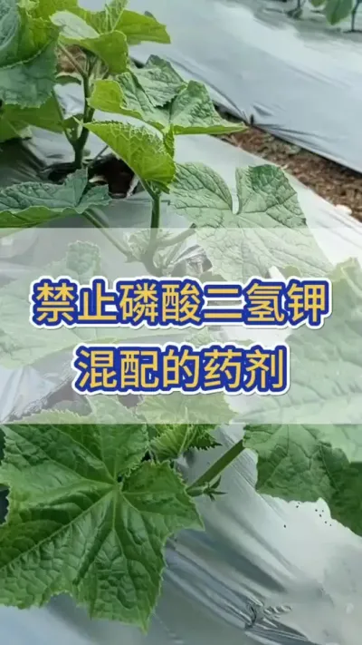 禁止磷酸二氢钾混配的药剂 #黄瓜 #黄瓜种植 #黄瓜高产种植 #服务三农支持三农 #三农