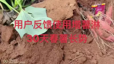 #红薯种植 #农业种植 #红薯种植技术 #节点施肥 #增薯淋