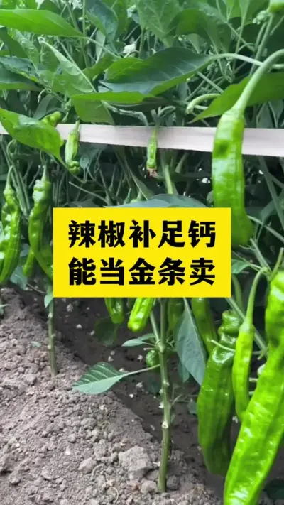 辣椒补足钙，能当金条卖#分享农业知识帮农民增产增收 #三农 #抖音助农