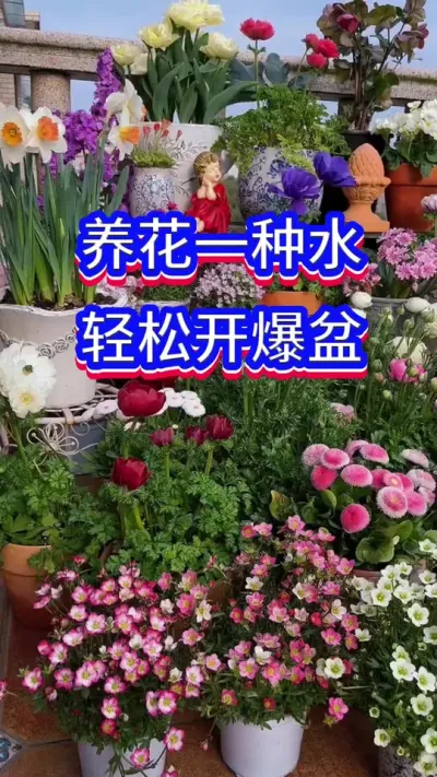 养花一种水，胜过千种肥#养花小知识 #花卉绿植 #英子园艺