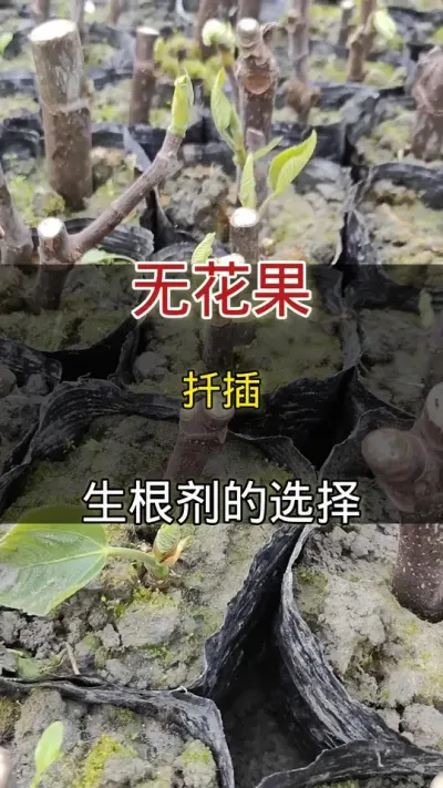 无花果扦插生根剂的选择#无花果#种植小技巧