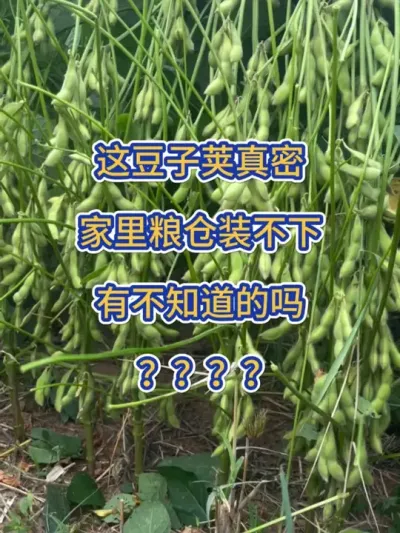 这豆子荚真密，家里粮仓装不下 #大豆高产 #高产大豆 #服务三农支持三农 #抖音助农 #农业种植