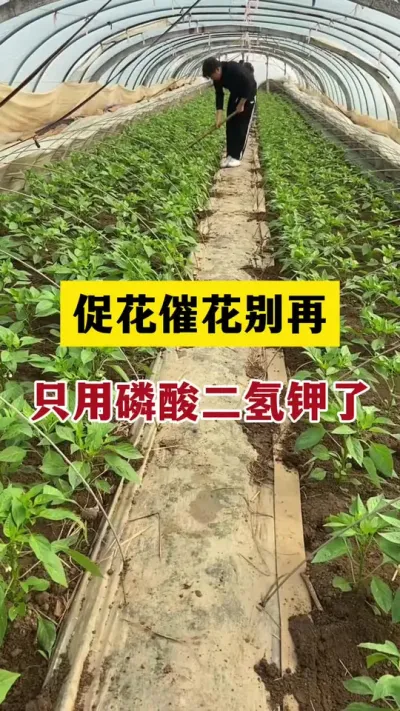 促花催花别再只用磷酸二氢钾了#分享农业知识帮农民增产增收 #农业种植技术 #三农