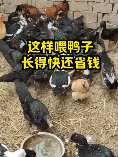 这样喂鸭子，长得快还省钱 #抖音三农#养殖#养鸭