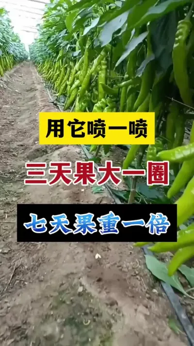 用它喷一喷，三天果大一圈，七天果重一倍#分享农业知识帮农民增产增收 #农业种植技术 #辣椒种植